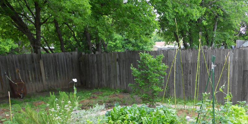 The best way to Plant Boysenberry