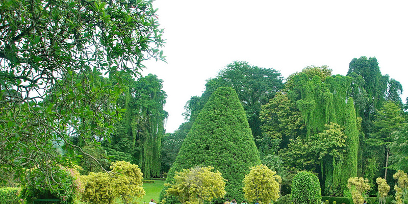 The best way to Care for a Bryophyllum Daigremontianum Plant