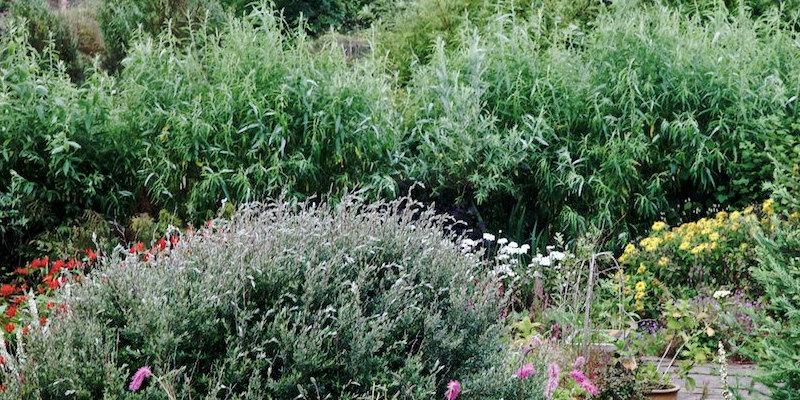 Flowers That Go With Geraniums in Borders