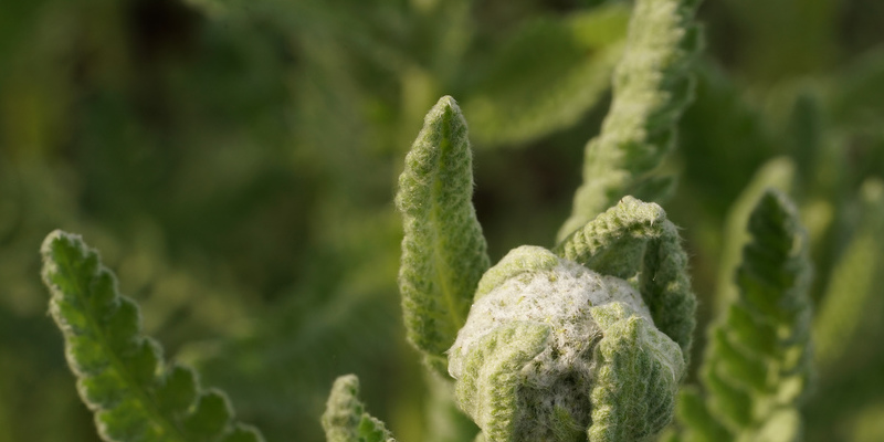 How to Organically Fertilize Lilacs