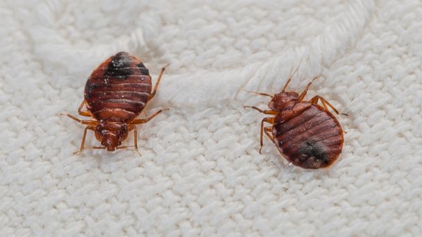 A DIY Guide to Bed Bug Control