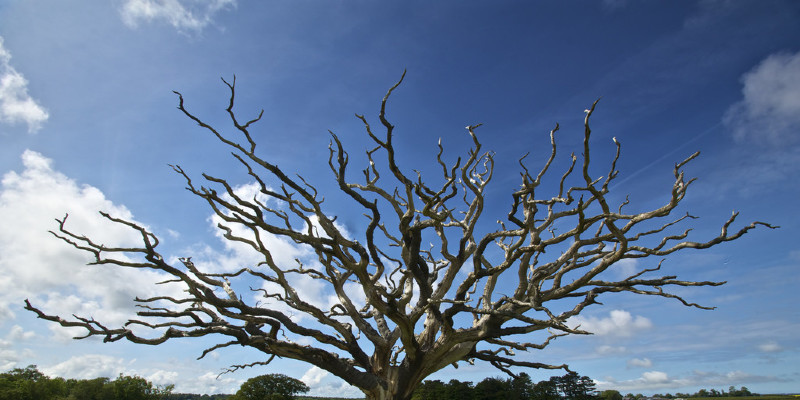 Great Design Plant: Honey Locust Tree