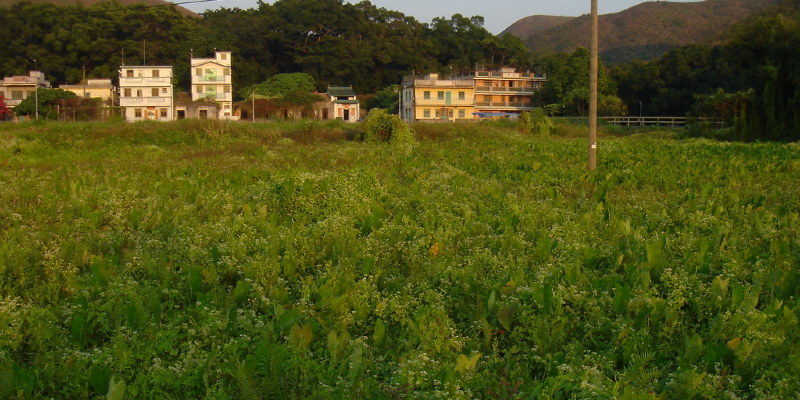 How to Grow Woad