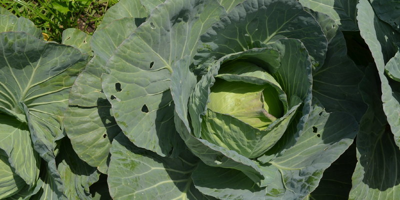 What Part of this Plant Is the Potato?