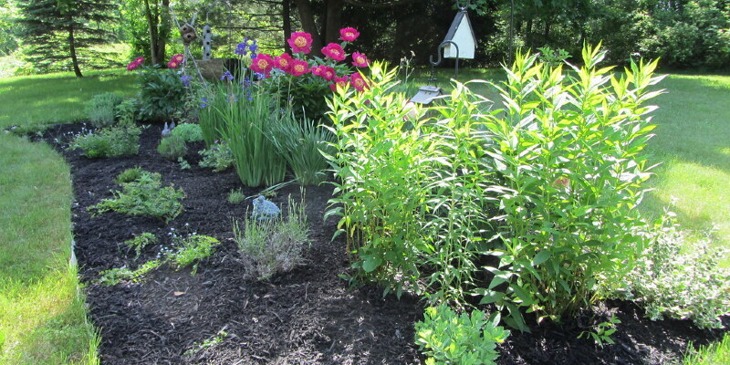 The way to Grow A Black Olive Tree in a Greenhouse