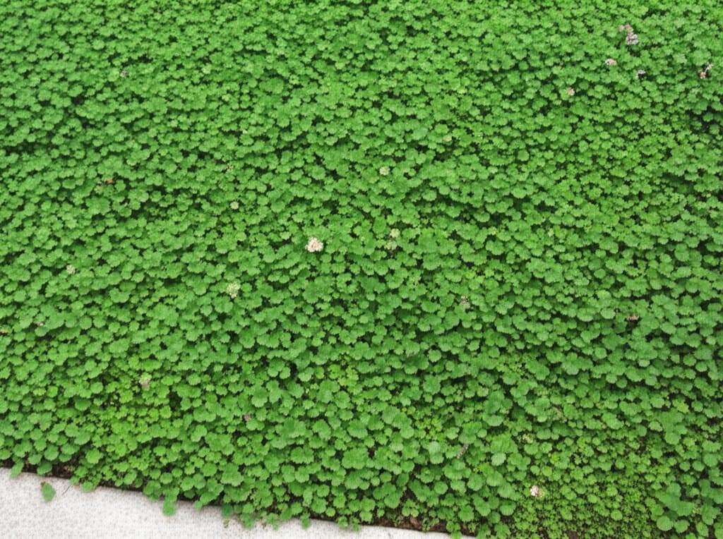 Featured image for Clover Lawns Cut Mowing by 70% and Feed Pollinators