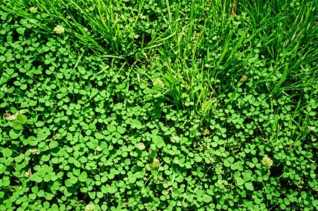 Featured image for Why Clover Lawns Need Less Water Than Traditional Grass