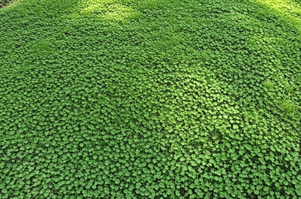 Featured image for Clover Lawns Cut Water Use and Mowing by Half