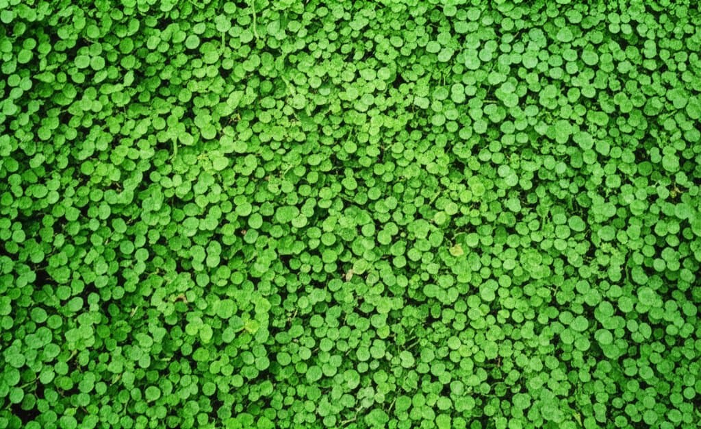 Featured image for Why Clover Lawns Cut Maintenance in Half While Feeding Soil