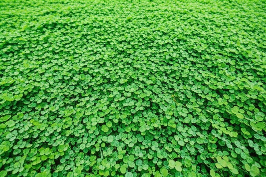 Featured image for Clover Lawns Cut Watering by 70% in 2025